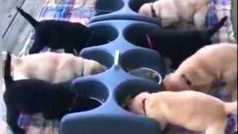 饥视频,揭秘美食背后的故事与魅力